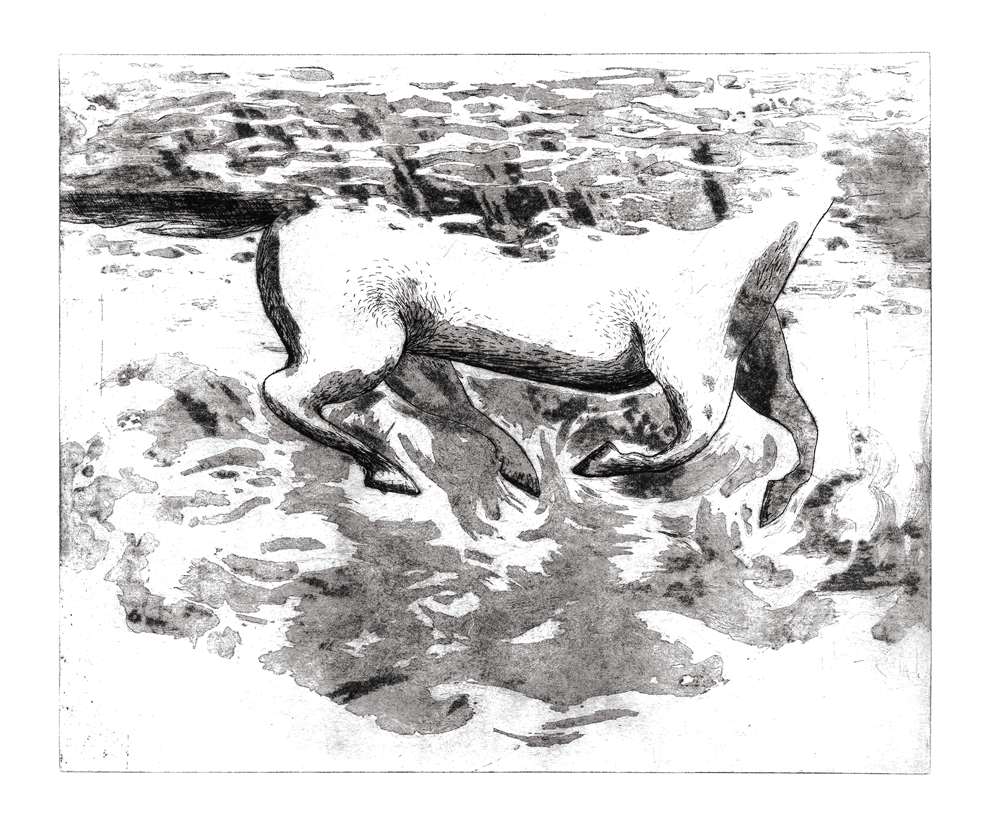 Gravure à l'eau forte de Clara Audureau intitulée Cheval de la mer sur fond blanc, 2022.