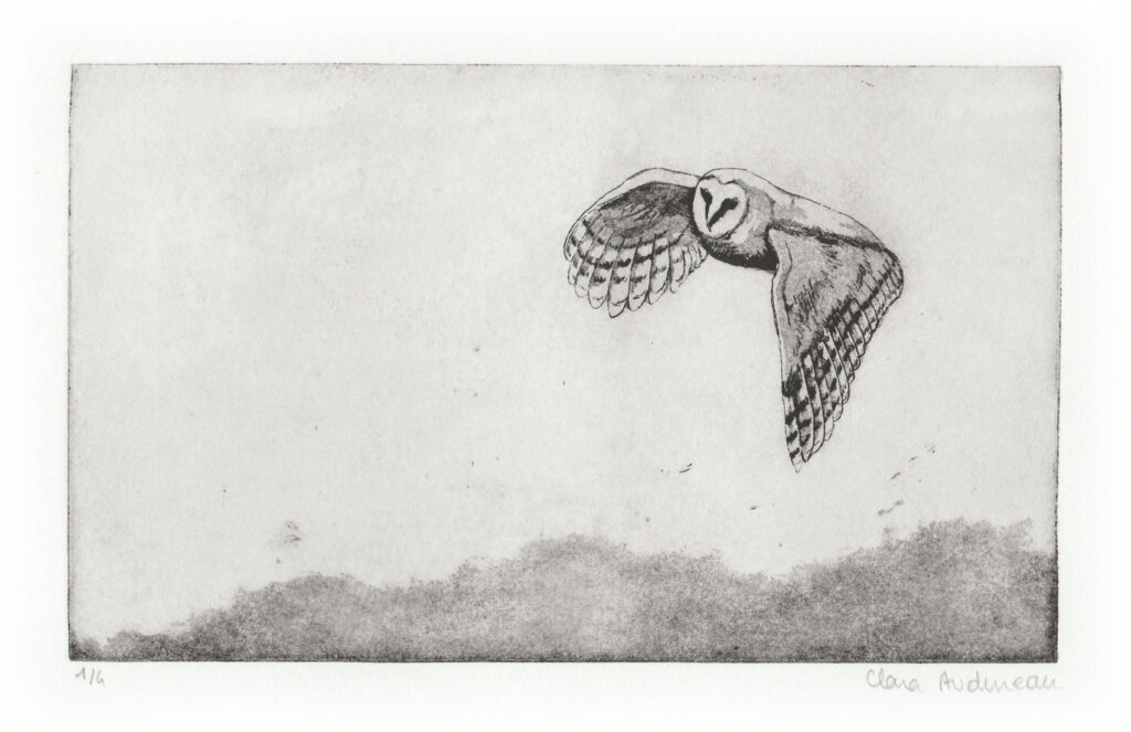 Gravure à l'eau forte de Clara Audureau intitulée Chouette, 2023.