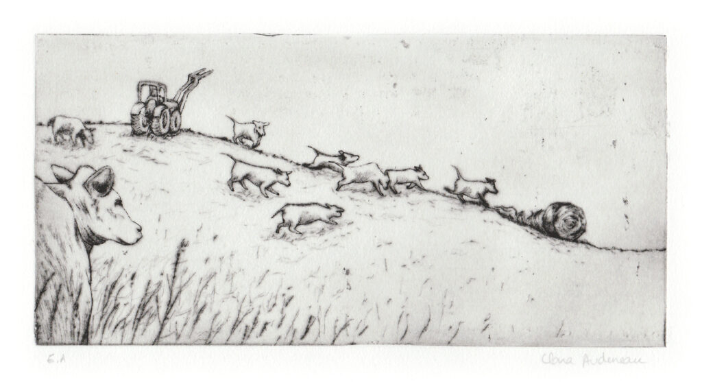 Gravure à la pointe sèche de Clara Audureau intitulée Vaches, 2020.